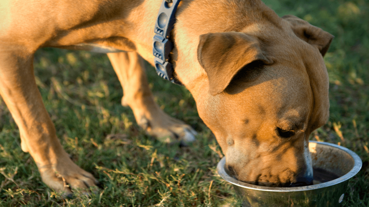 Un perro de color café comiendo pienso de su plato